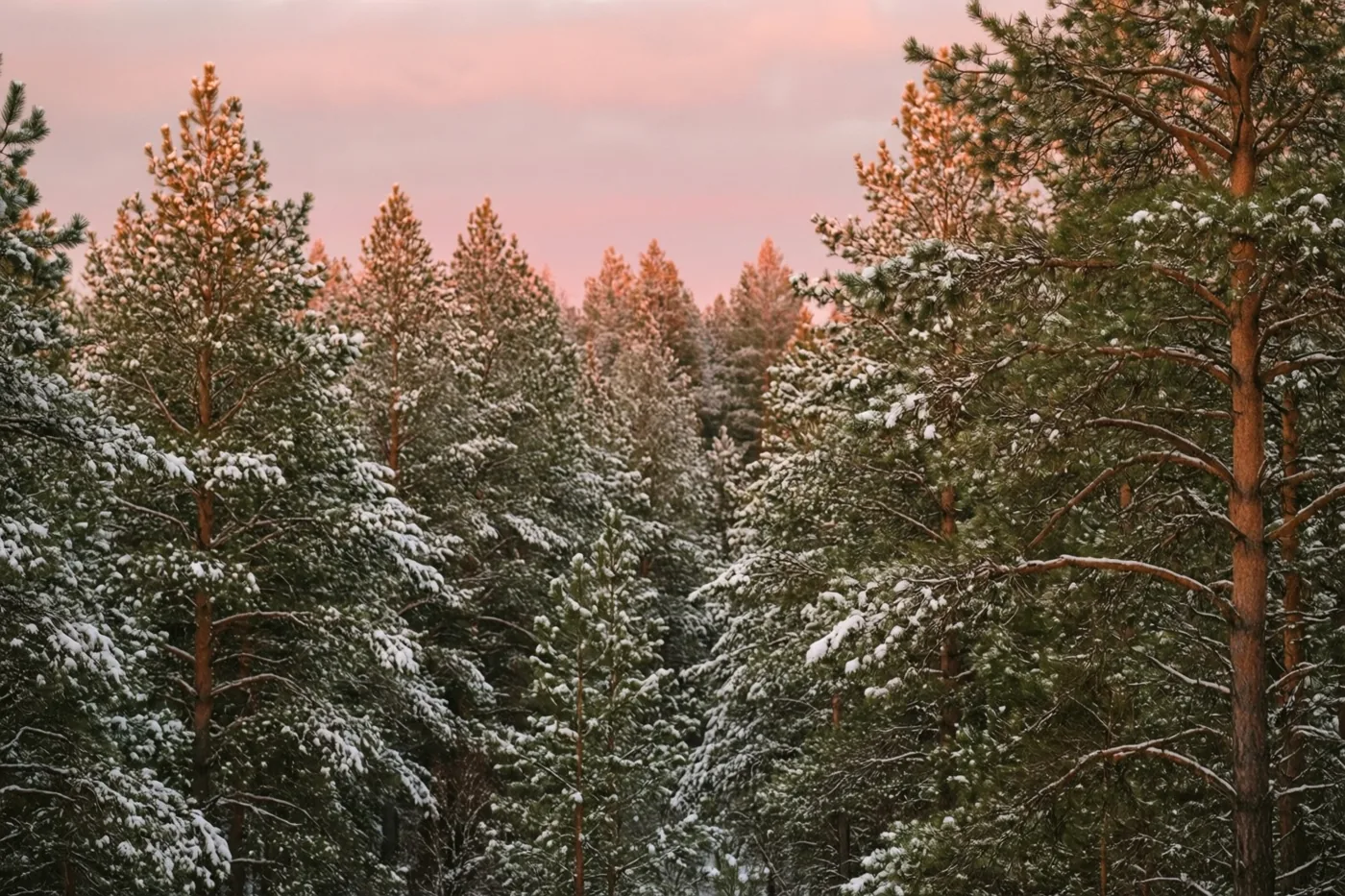 Roze licht van de opkomende zon verlicht de toppen van groene, besneeuwde dennen onder een roze en grijze hemel.
