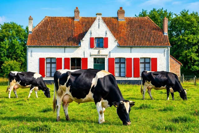 Drie zwart-witte koeien grazen in een groene weide voor een witte Vlaamse hoeve met een rood pannendak en felrode luiken onder een helderblauwe hemel.