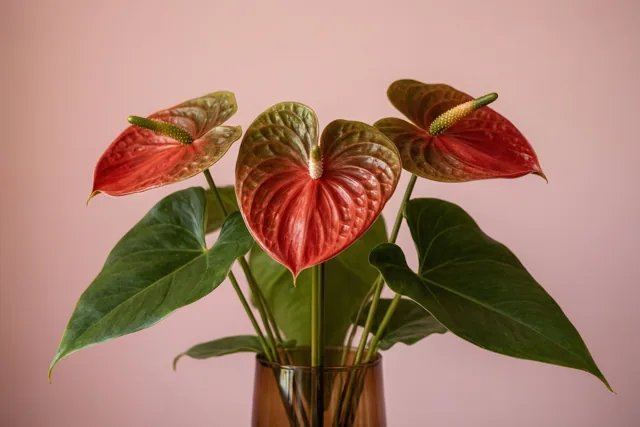 Drie bloemen, één liefde