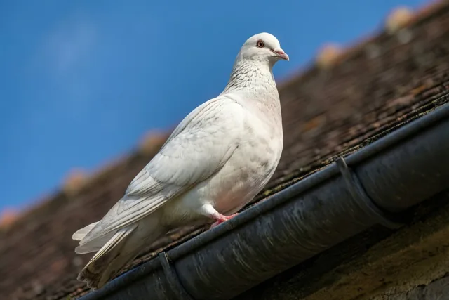 Een hemel vol goede wensen