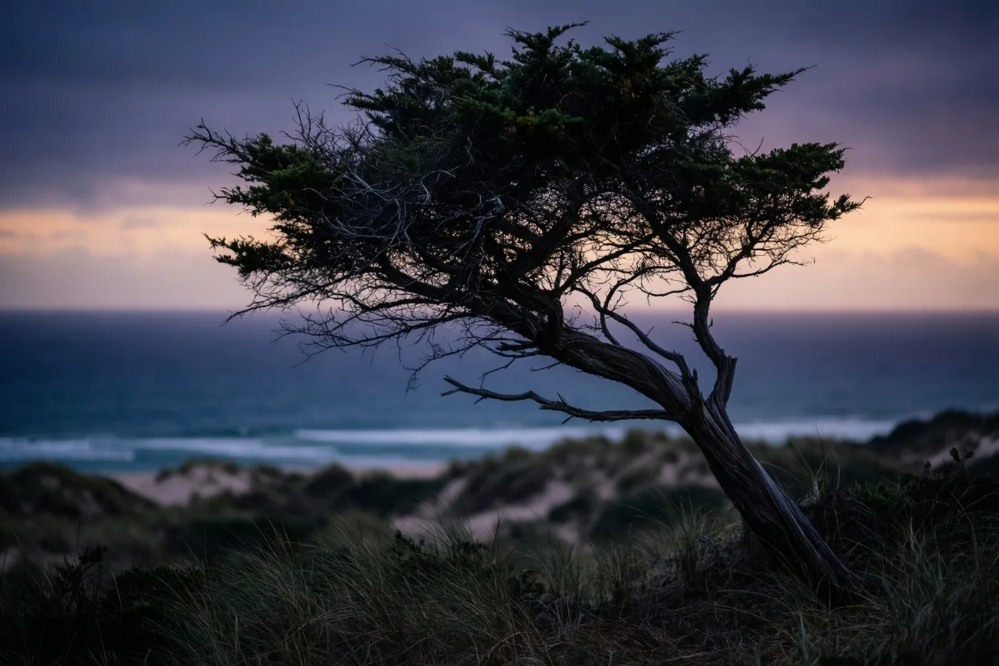 Een eenzame, door de wind gebogen boom staat op een duin boven de zee bij schemering, met diepe blauwe, paarse en gedempte oranje tinten.