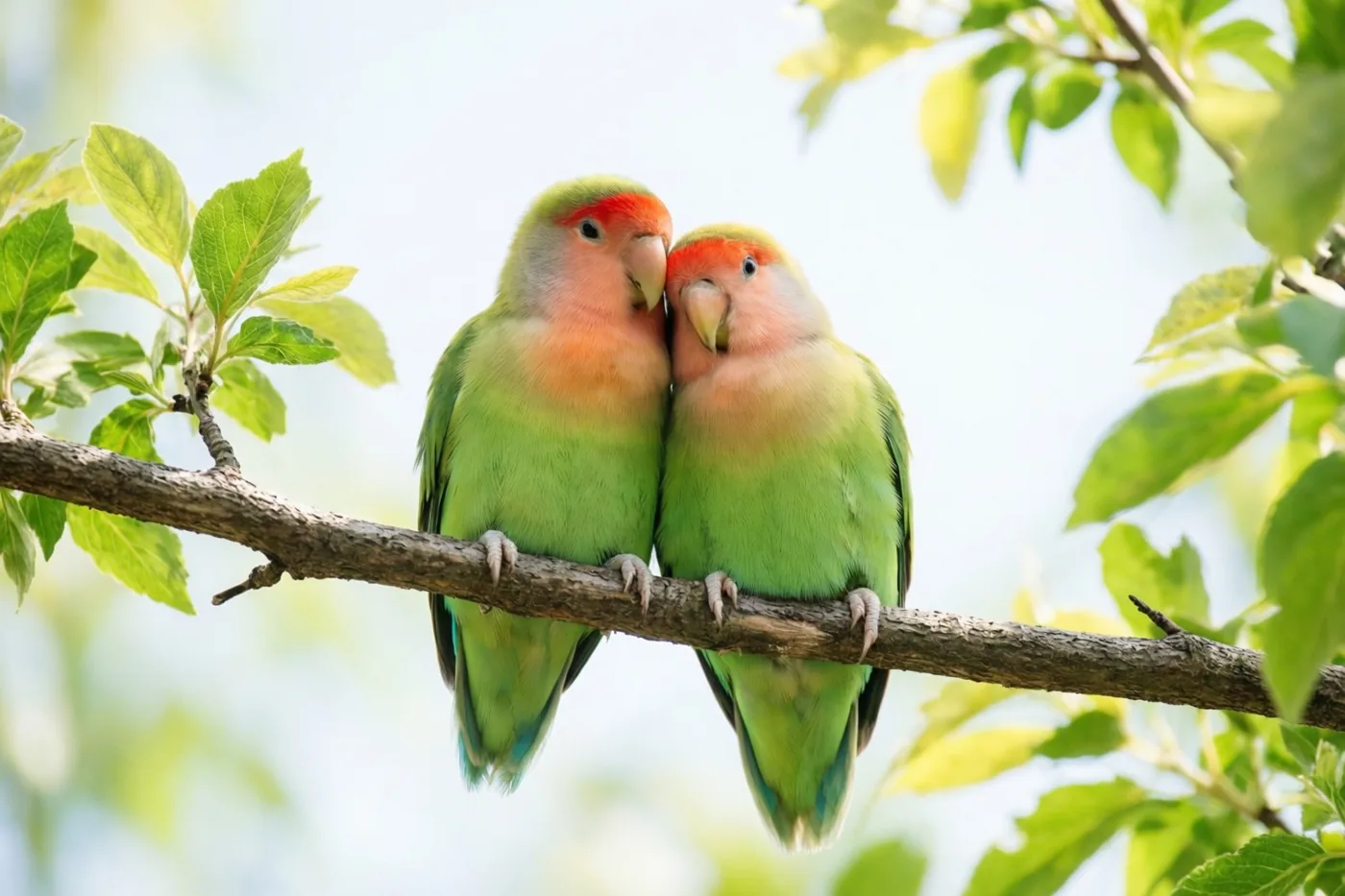 Twee groene dwergpapegaaien met roze borsten en rode voorhoofden zitten naast elkaar op een tak met hun kopjes tegen elkaar, voor wazige bladeren en lucht.