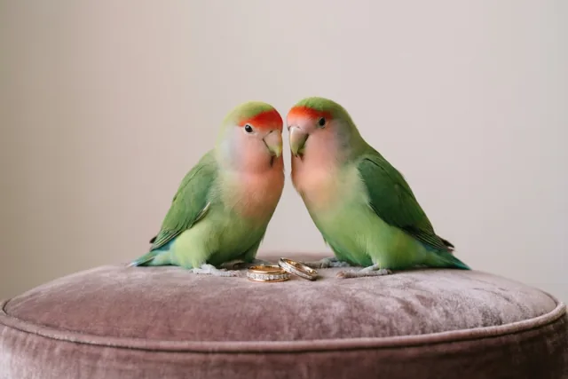 Twee vogeltjes, één ja-woord