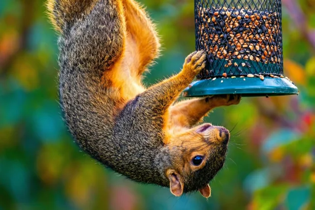 Een acrobatische groet voor jou