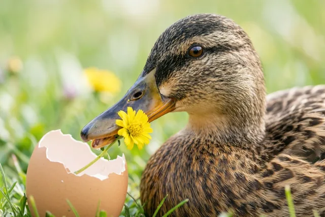 Eendenexcuus met een paardenbloem