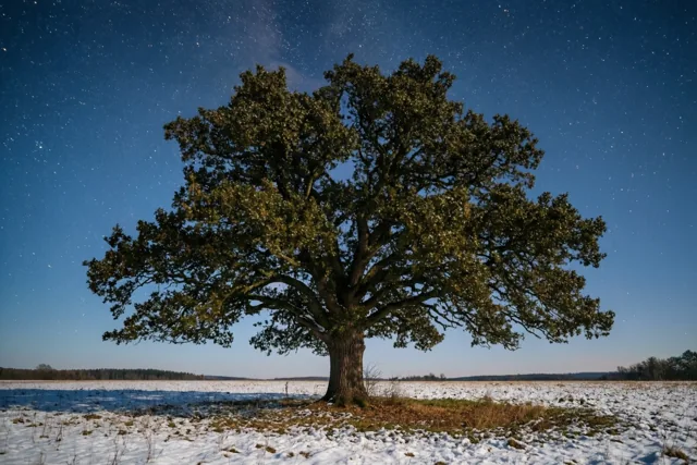 Sterren boven de stille eik