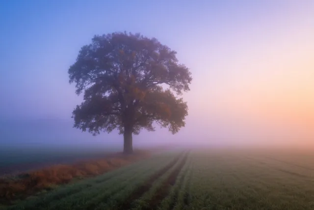Een eik onder novemberlucht