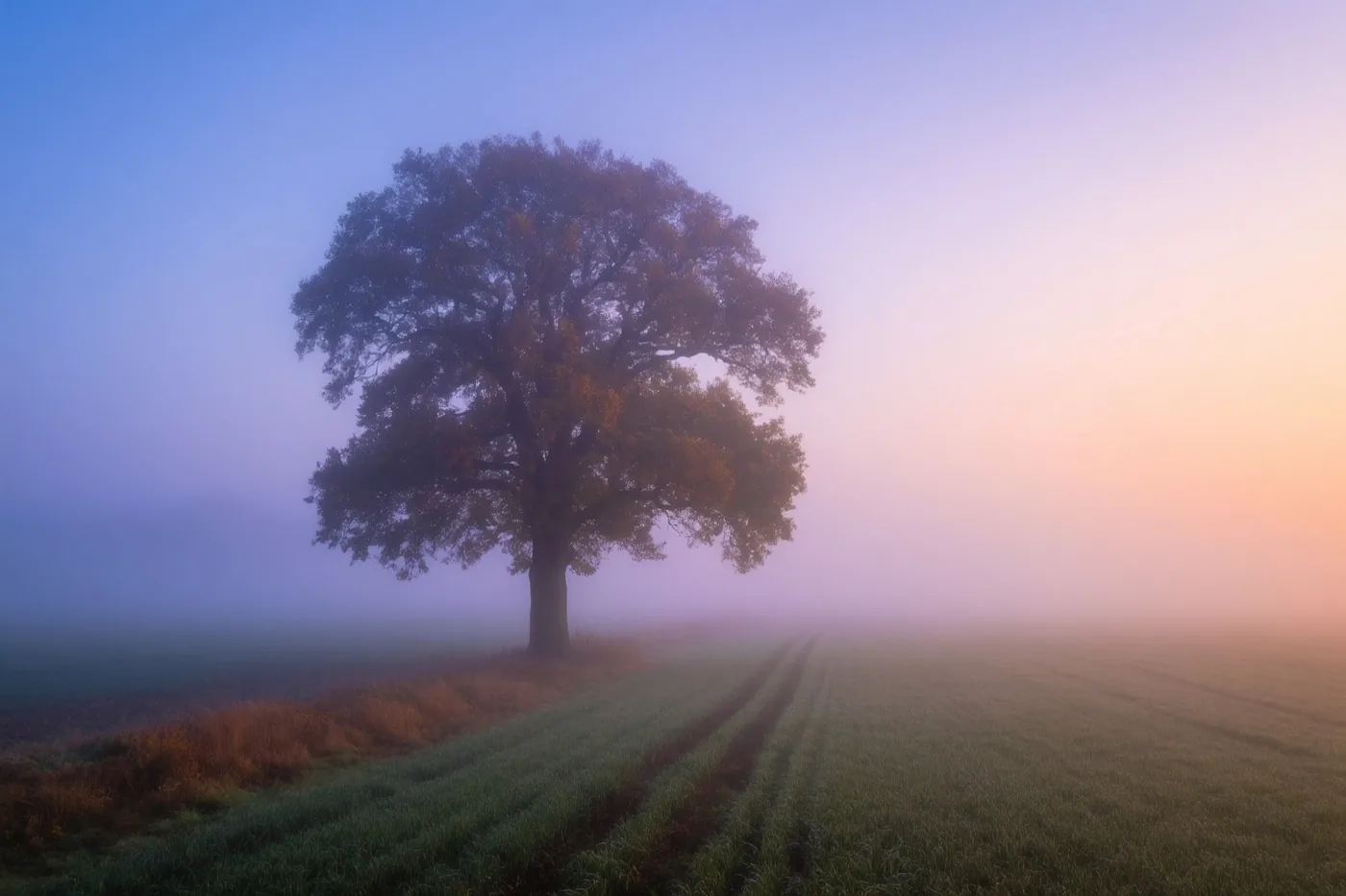 Een alleenstaande eik staat in een mistig veld met rijen gewassen onder een lucht die van blauw naar oranje overgaat.