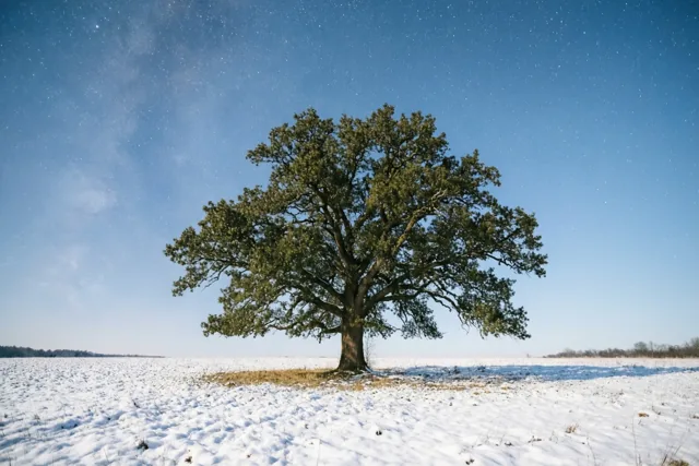 Een eik onder wintersterren