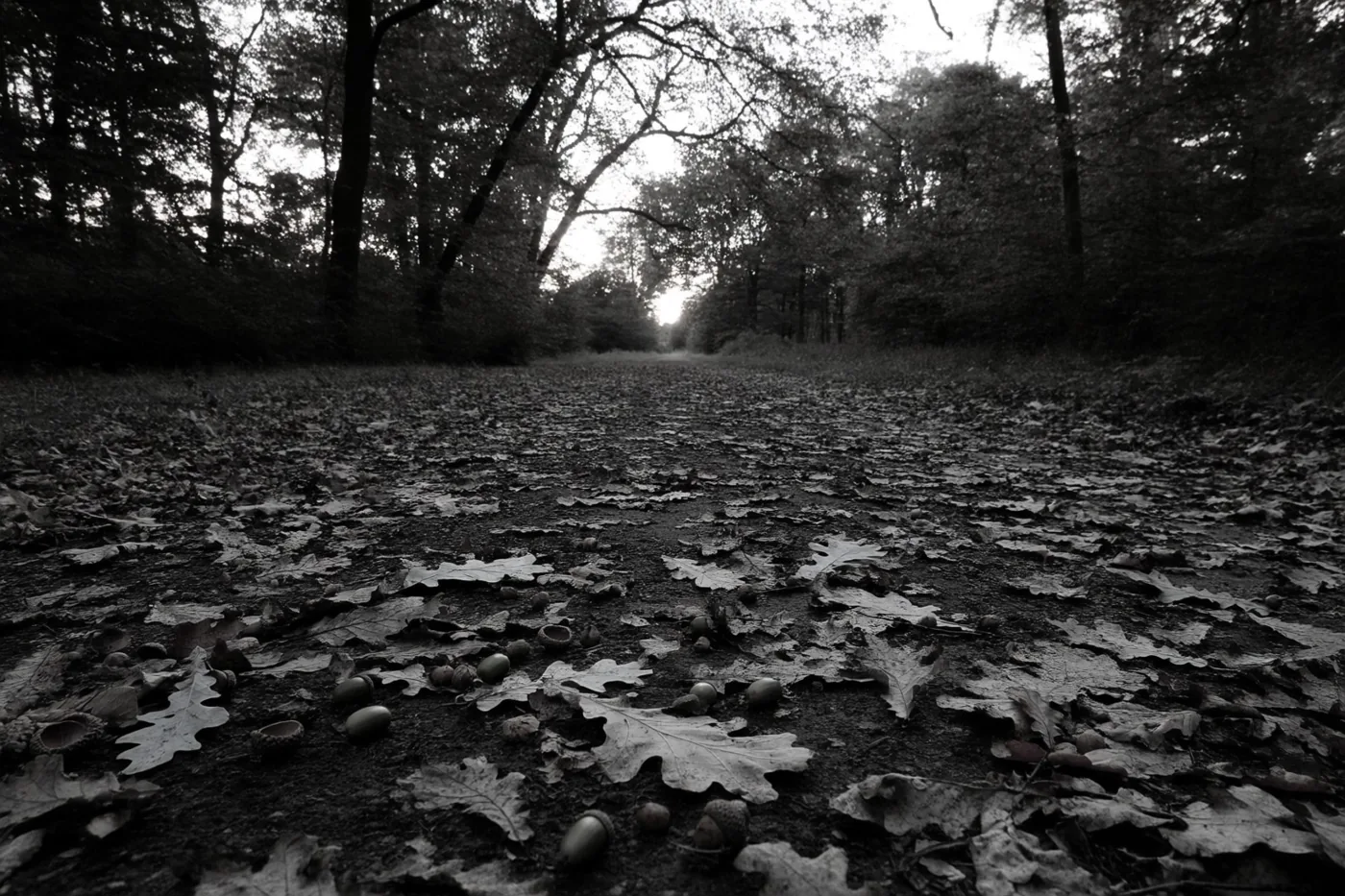 Van laag bij de grond is een pad vol eikenbladeren en eikels door een dicht bos bij schemering te zien, in monochrome tinten.