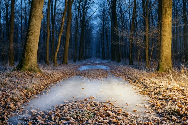 Winterlicht tussen de bomen