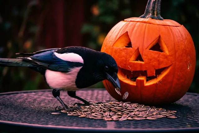 Halloween smaakt de ekster