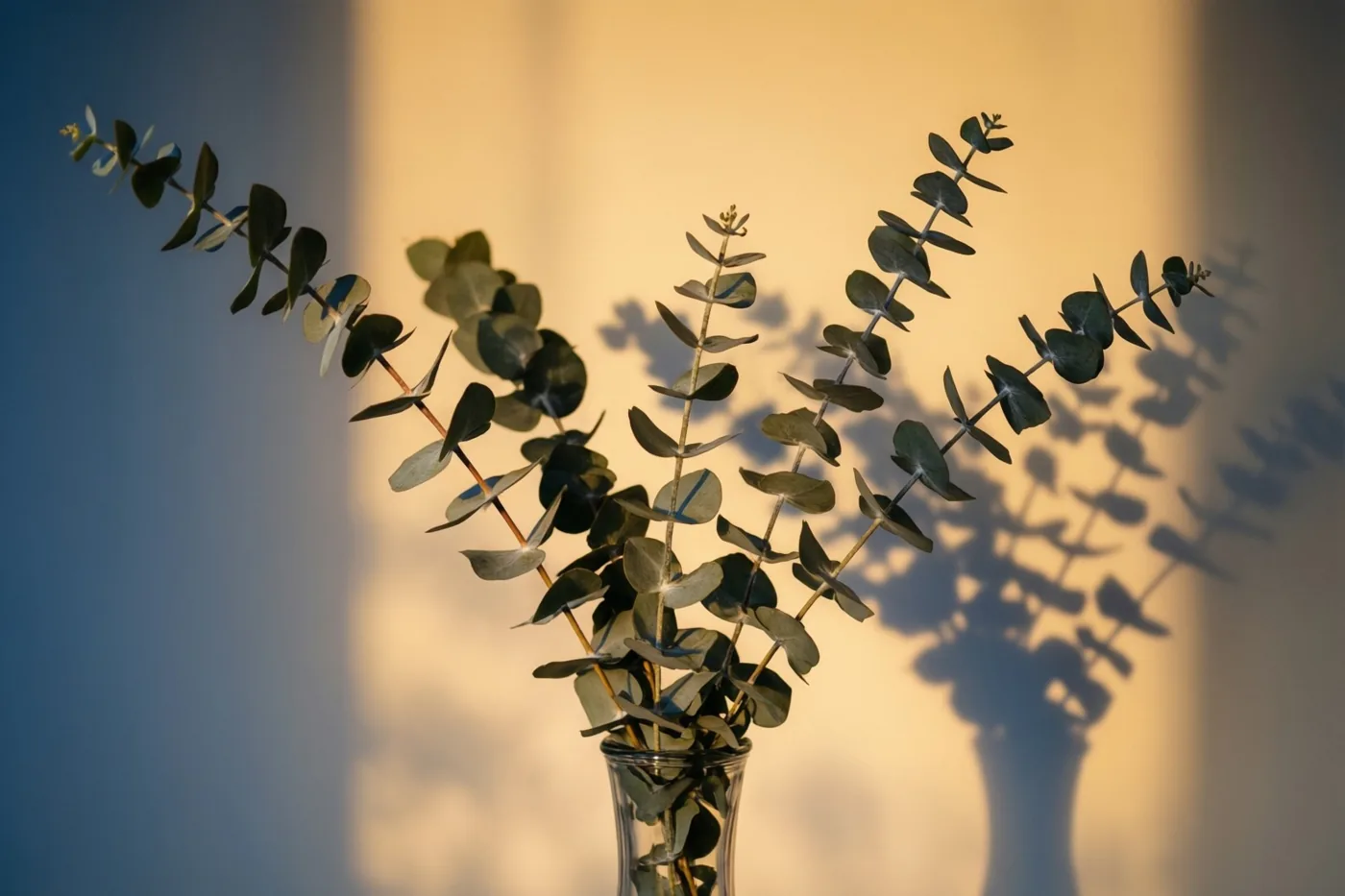 Een eucalyptustak in een smalle glazen vaas werpt zachte bladschaduwen op een muur, met warm goudkleurig licht en koele blauwe tinten aan de linkerkant.