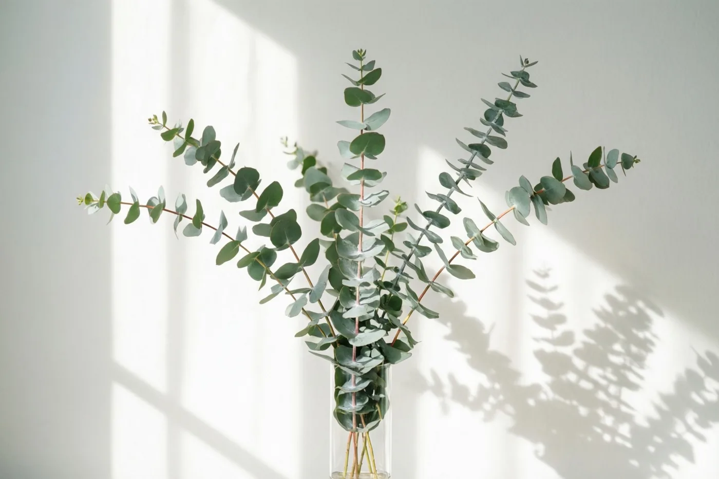 Een takje eucalyptus staat in een smalle doorzichtige vaas tegen een witte muur, met zachte schaduwen in natuurlijk licht.