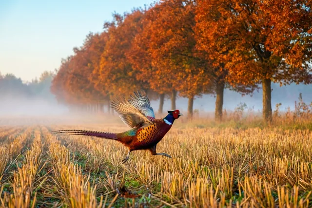 Ochtendgroet van de herfstfazant