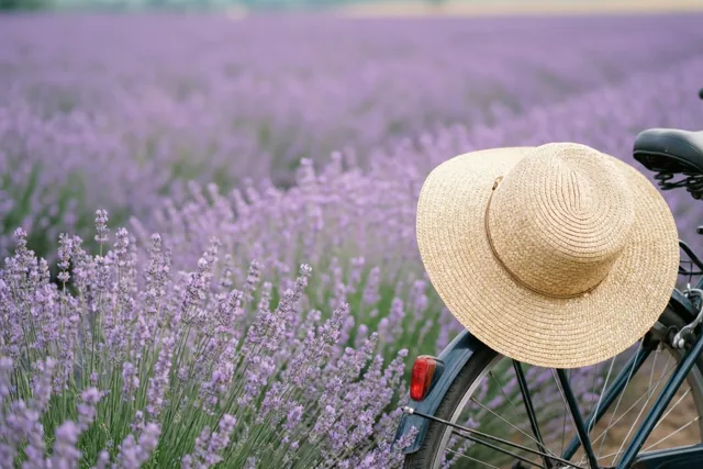 Verlof tussen de lavendel