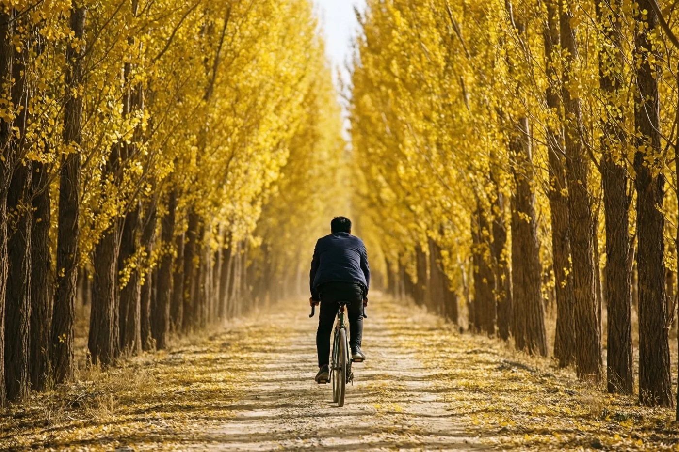 Een fietser rijdt van de kijker weg over een onverhard pad tussen hoge populieren met gouden herfstbladeren in gele en bruine tinten.