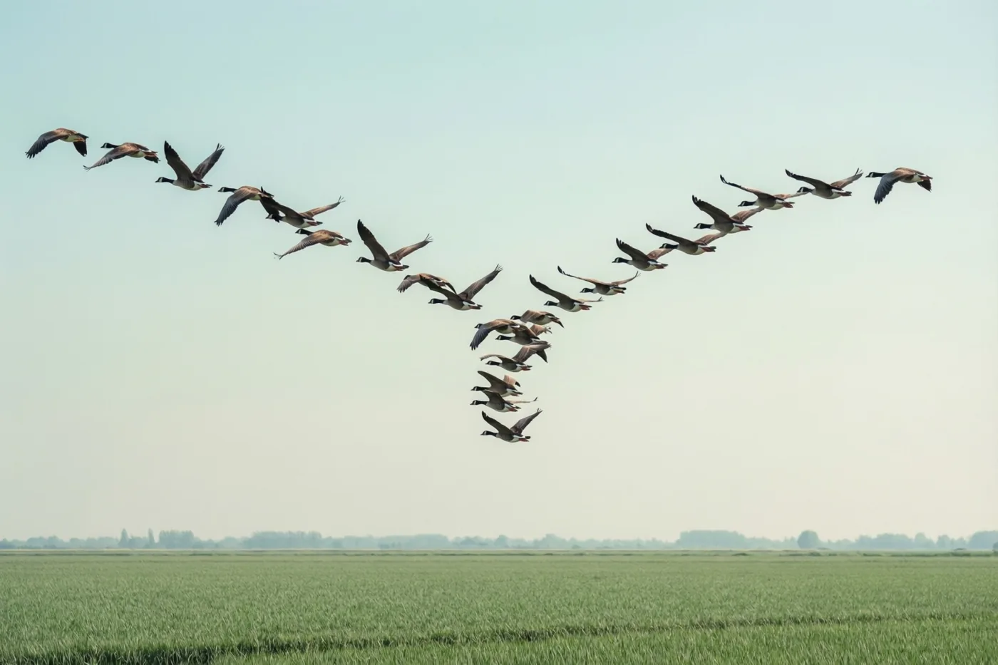 Een groep ganzen vliegt in V-formatie door een bleke lucht boven een uitgestrekt groen polderlandschap.