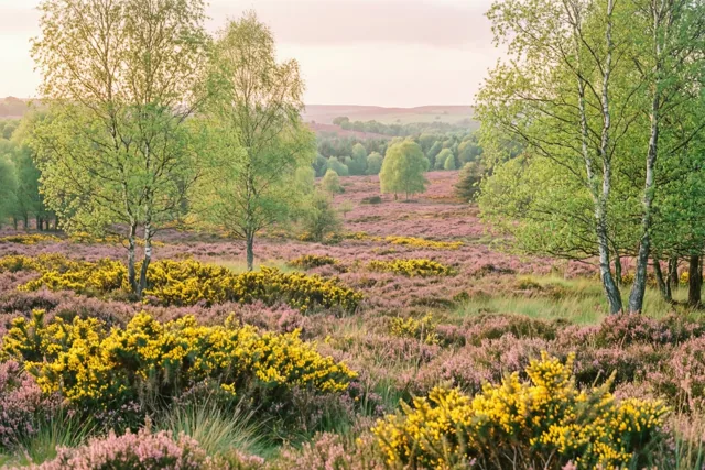 Lentekleuren op de heide