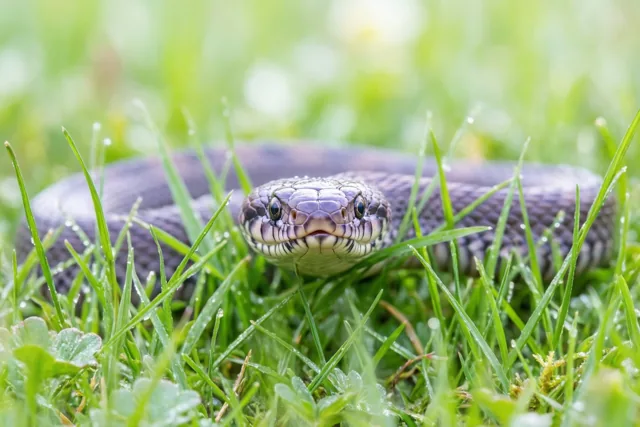 Een slangenkop in de lentedauw