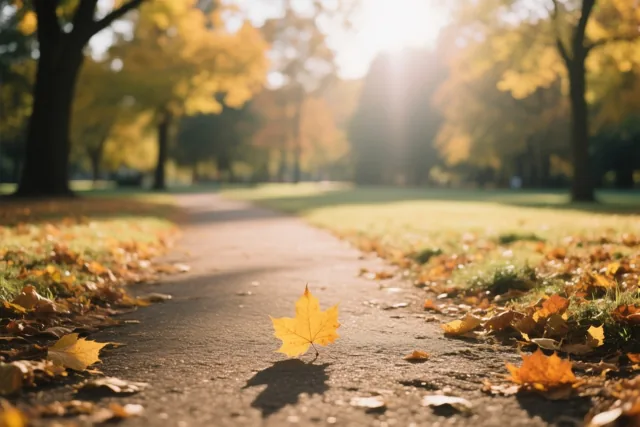 Een geel esdoornblad ligt tussen gevallen herfstbladeren op een verhard parkpad, waar warm zonlicht door bomen met goudkleurig loof valt.