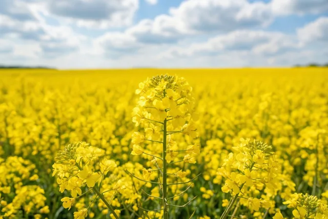De lente bloeit goudgeel