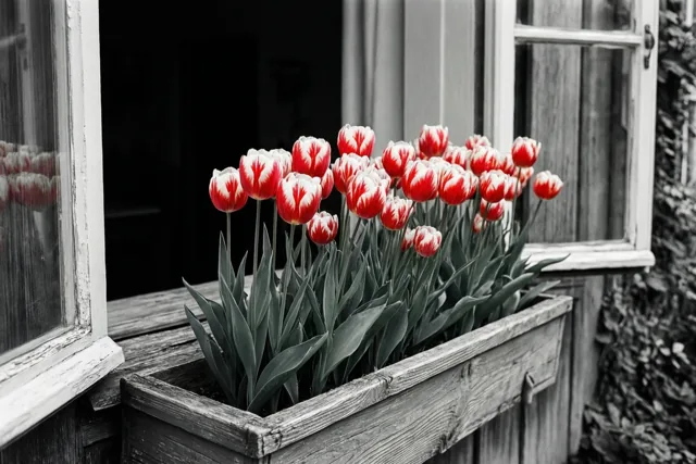Tulpen geven de lente kleur