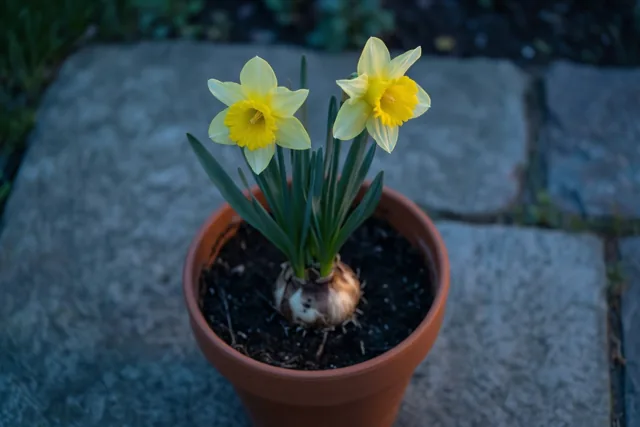 Narcissen delen hun plekje