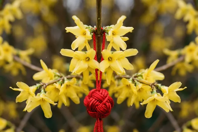 Nieuwjaarsgeluk aan een bloementak