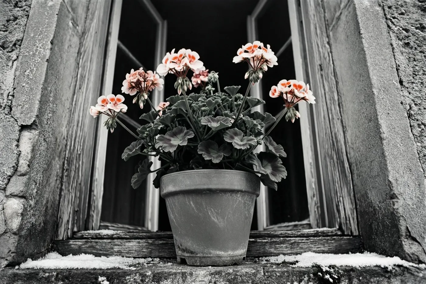 Een geranium in een pot met roze en witte bloemen staat op een verweerde houten vensterbank met wat sneeuw, tegen een donkere stenen muur en een zwart-witte achtergrond.