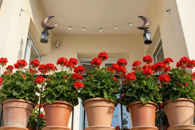 Een bloemenbalkon voor het Suikerfeest
