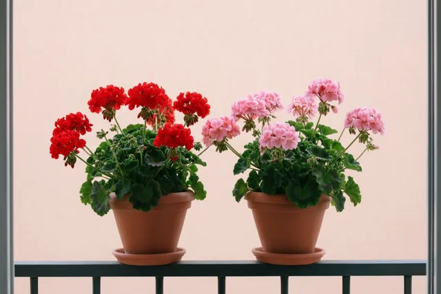 Geraniums in goed gezelschap