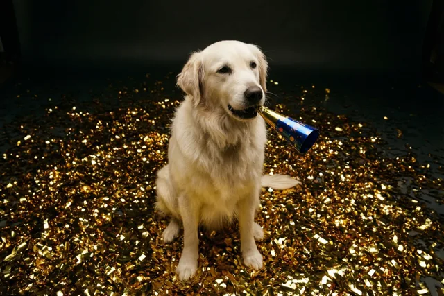 Een golden retriever zit op een hoop gouden confetti met een blauw-gouden feesttoeter in de bek, tegen een donkere achtergrond.