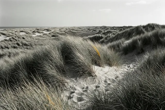 De duinen doen deugd