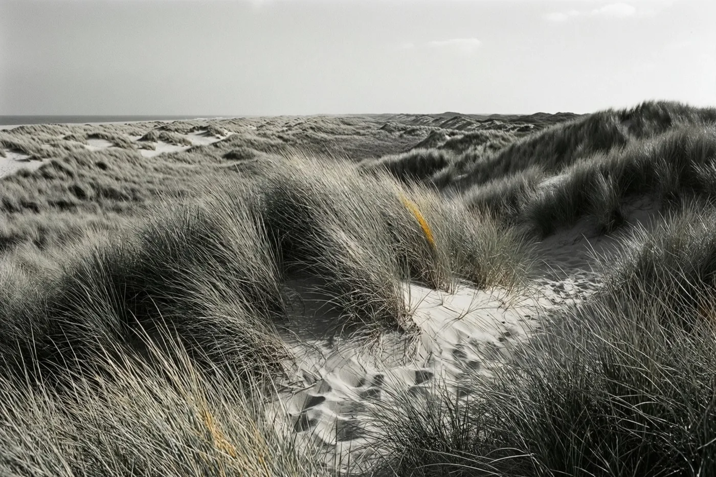 Een grotendeels zwart-witbeeld toont brede golvende zandduinen met helmgras, subtiele gele tinten in het gras en een bleke lucht boven de verre horizon.