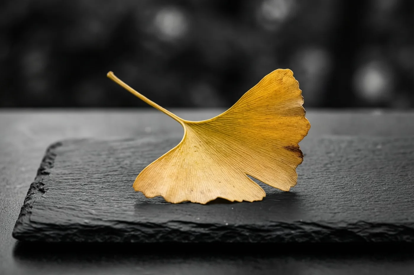 Een goudkleurig ginkgoblad ligt op zwarte leisteen met een duidelijke structuur, tegen een onscherpe zwart-witte achtergrond.
