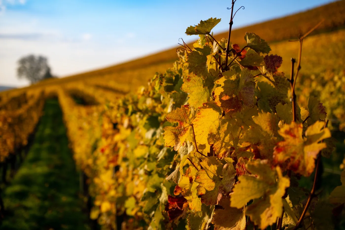 Gouden herfstbladeren aan wijnranken zijn van dichtbij te zien in een wijngaard op een zonnige helling, met groene en blauwe tinten.