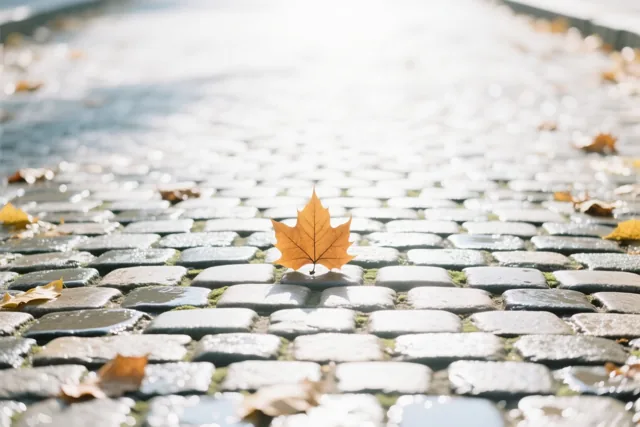 Een goudkleurig esdoornblad ligt op natte kasseien in zacht warm zonlicht, met onscherpe herfstbladeren op de achtergrond.