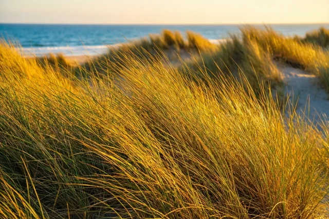 Gouden duinen, warme gedachten