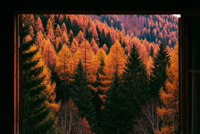 Een raam vol herfstgoud