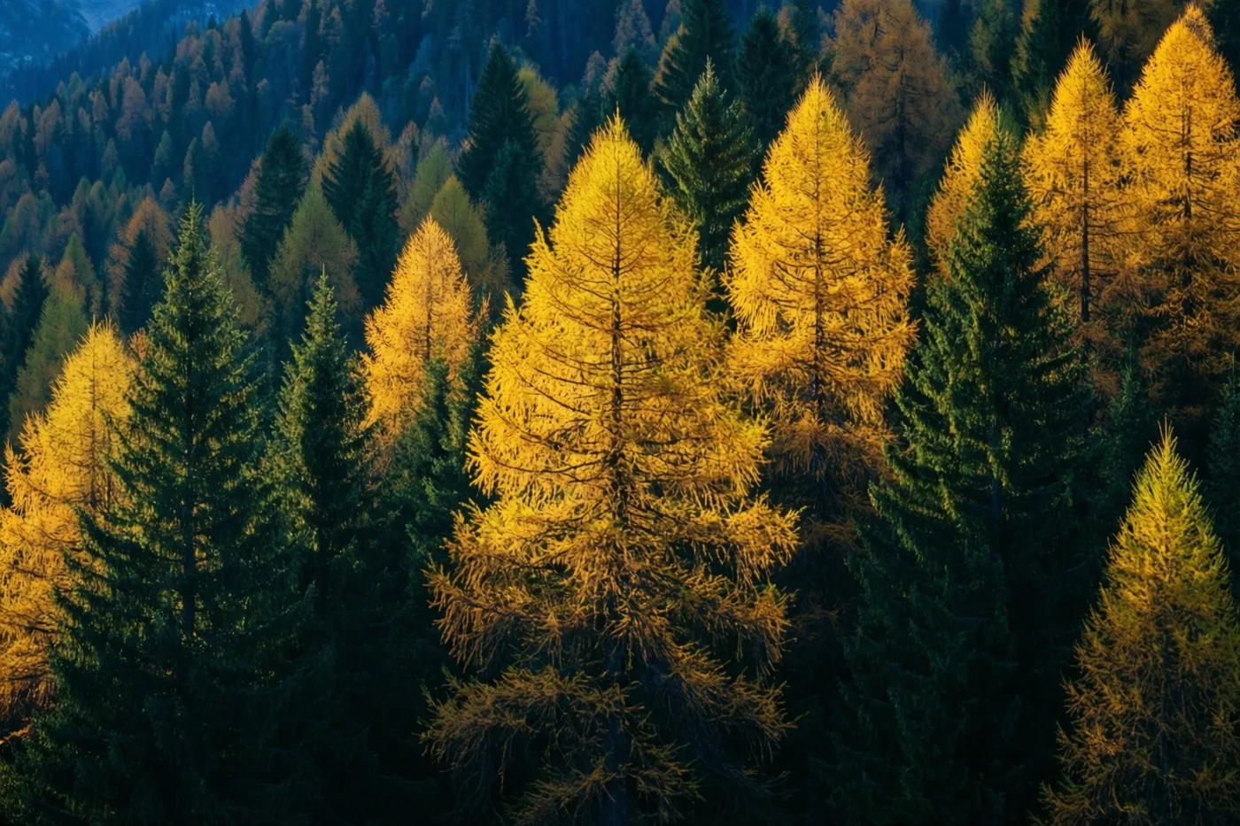 Een heuvel is begroeid met goudgele lariksen en donkergroene dennen in helder herfstlicht.