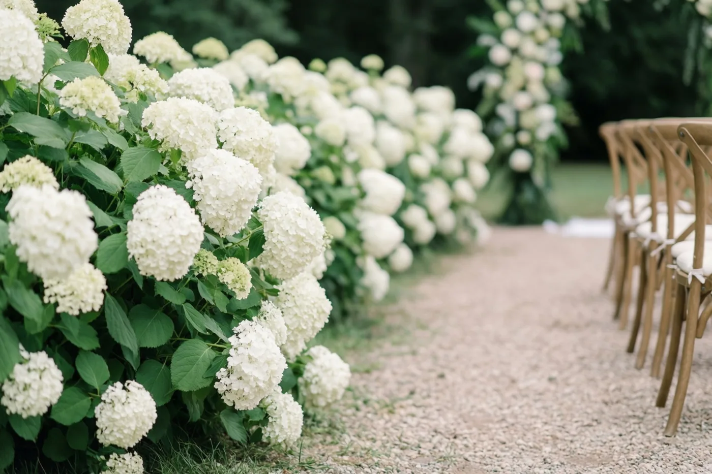 Een grindpad loopt langs een volle haag van witte hortensia’s en rijen houten stoelen voor een huwelijksceremonie in een groene tuin.