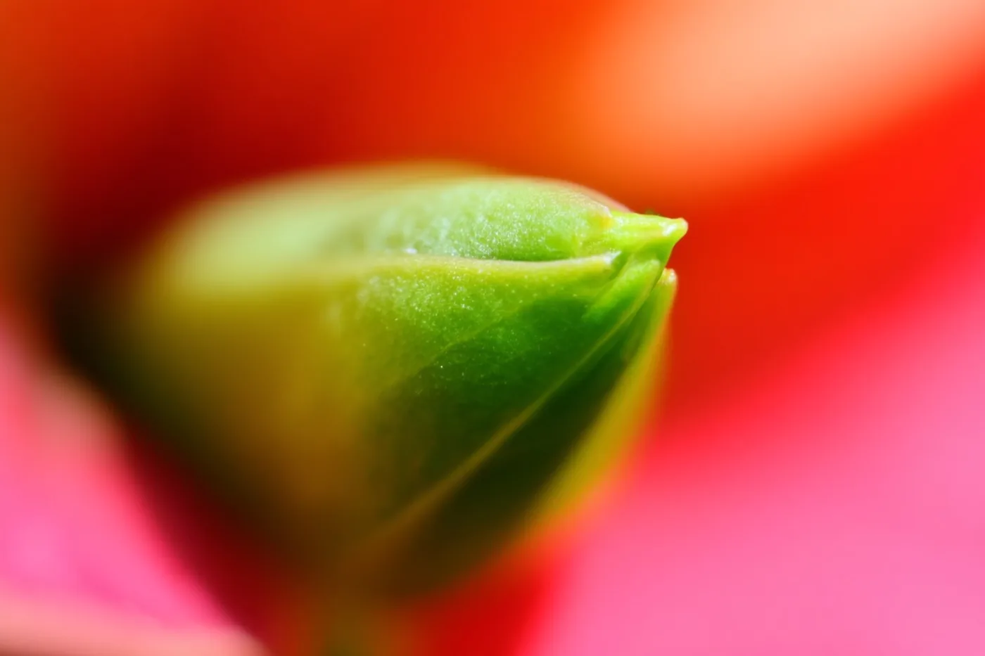Een nieuw groen blad ontvouwt zich tegen een wazige rode en roze achtergrond.