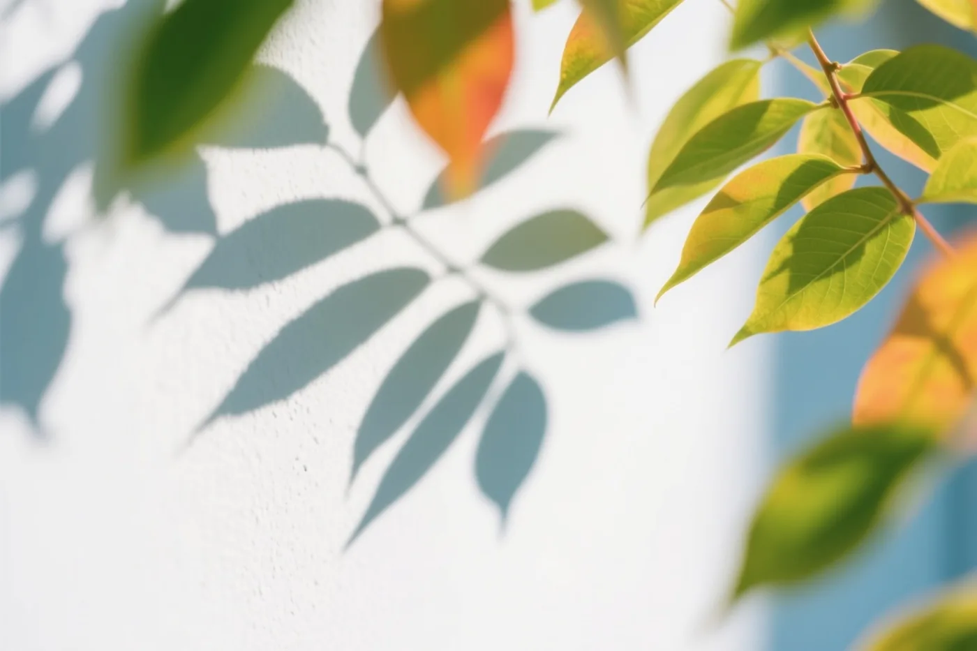 Groene bladeren werpen schaduwen op een witte muur met structuur, met onscherpe bladeren vooraan en oranje en blauwe accenten achteraan.