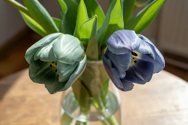 Tulpen dicht bij elkaar