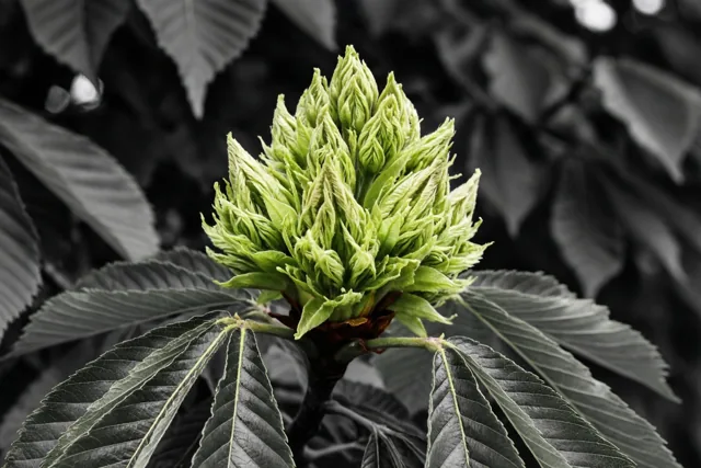 Het eerste groen ontvouwt zich
