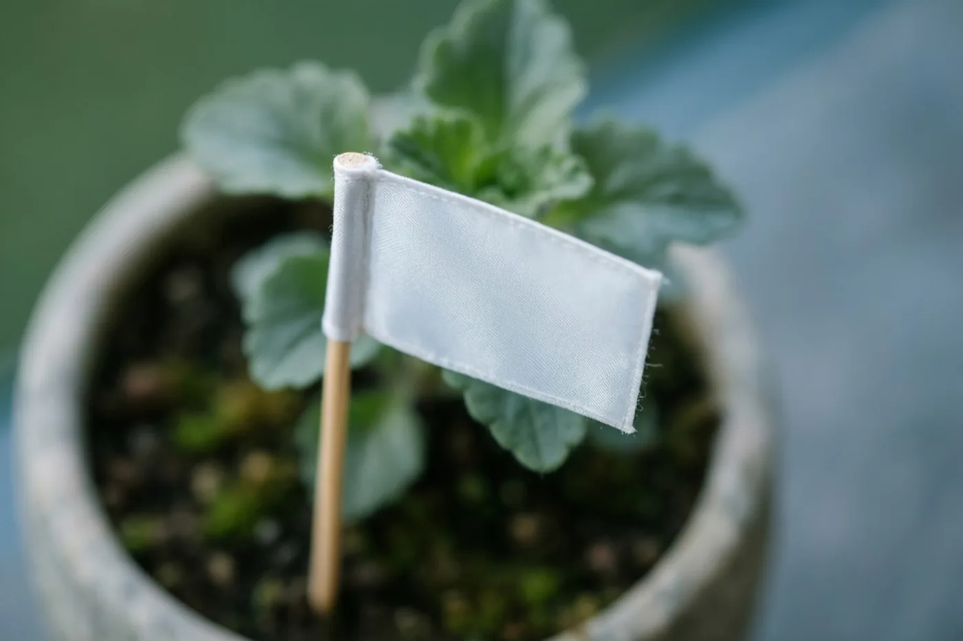 Een wit vlaggetje op een houten stokje staat bij een groene plant in een pot, tegen een onscherpe groen-blauwe achtergrond.