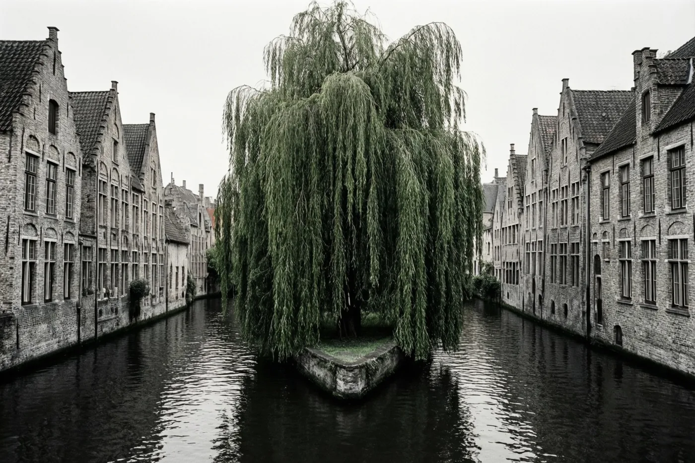 Een groene treurwilg staat midden in een smal kanaal tussen oude bakstenen gebouwen met puntgevels, tegen een overwegend grijze en zwarte omgeving.