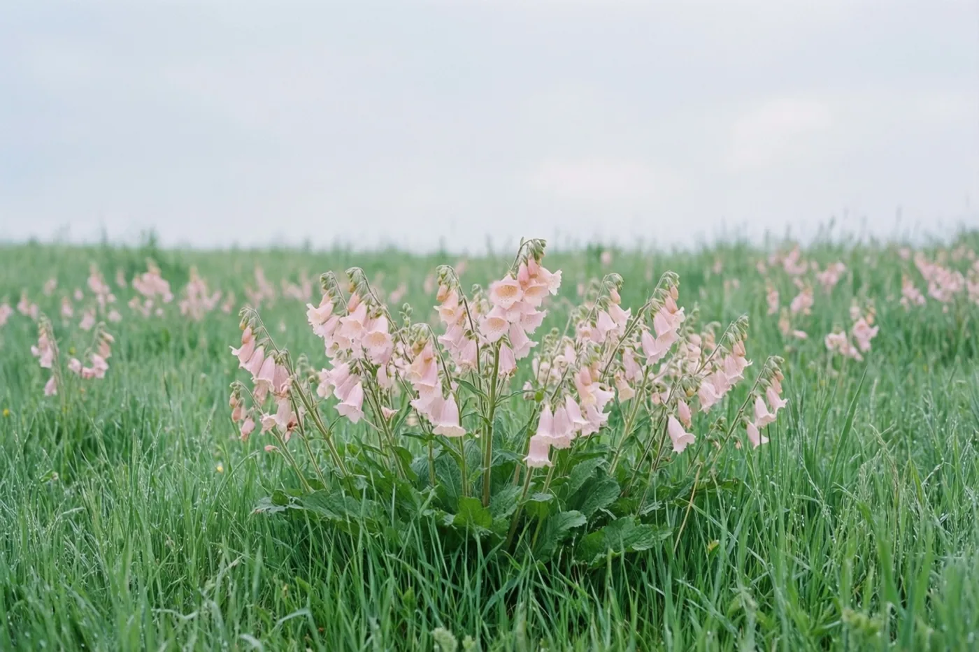 Een groepje lichtroze pinksterbloemen groeit in een groene weide onder een zachtbewolkte hemel.
