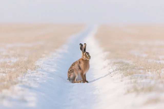 Een stille wintergast